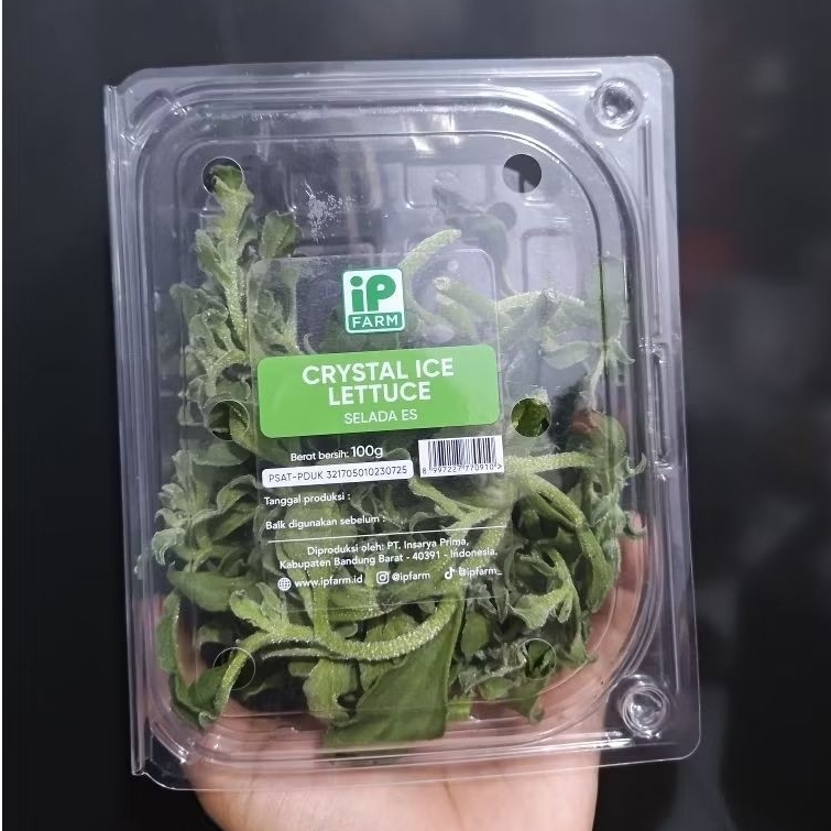 Selada Es / Crystal Ice Lettuce 1 Pack