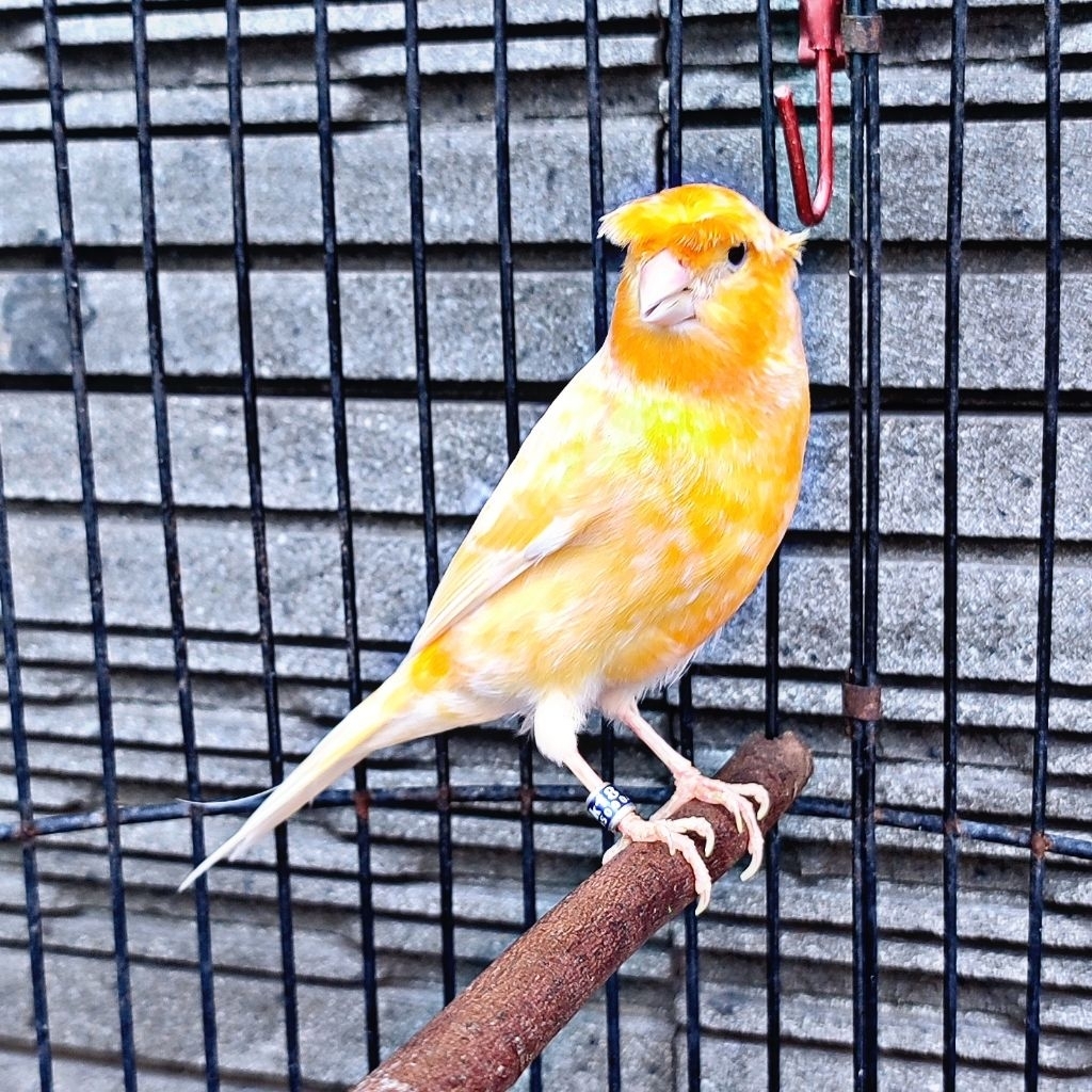 Kenari AF Jambul/Gloster Sunkist - Jantan Gacor (Only Instant Delivery)