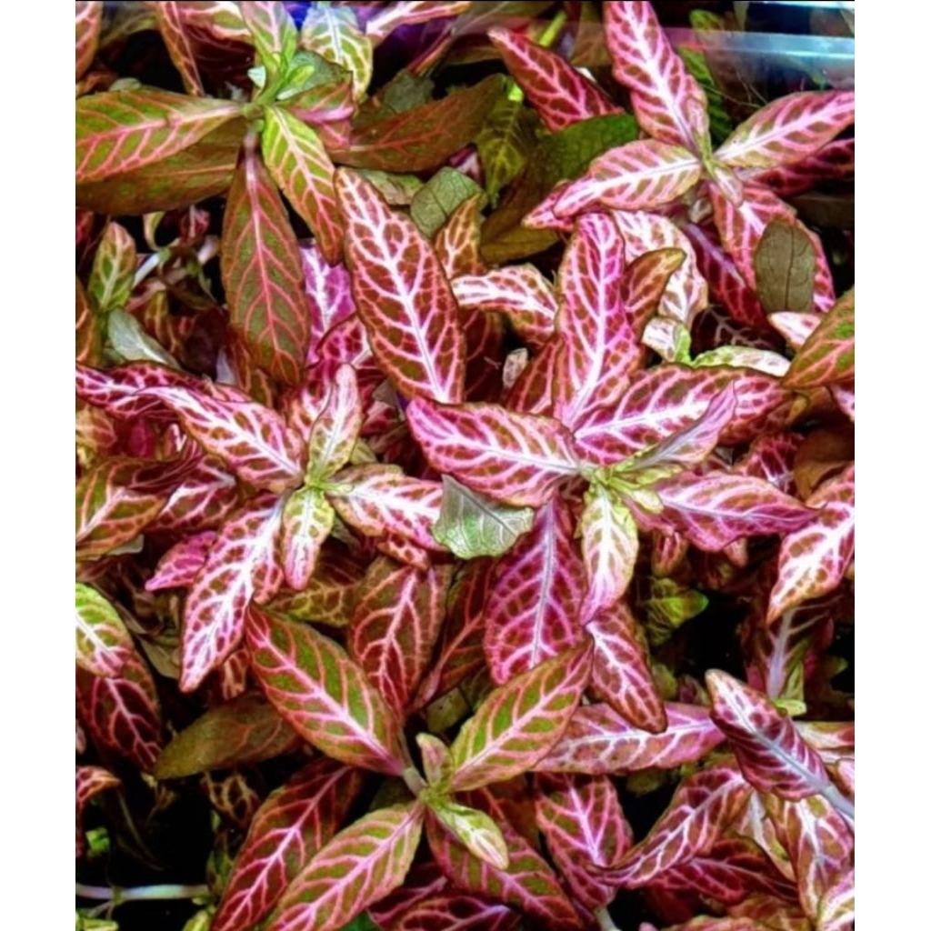 Hygrophila Polysperma Sunset Tanaman aquascape