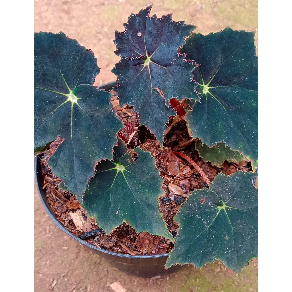 BEGONIA "BLACK VELVET"