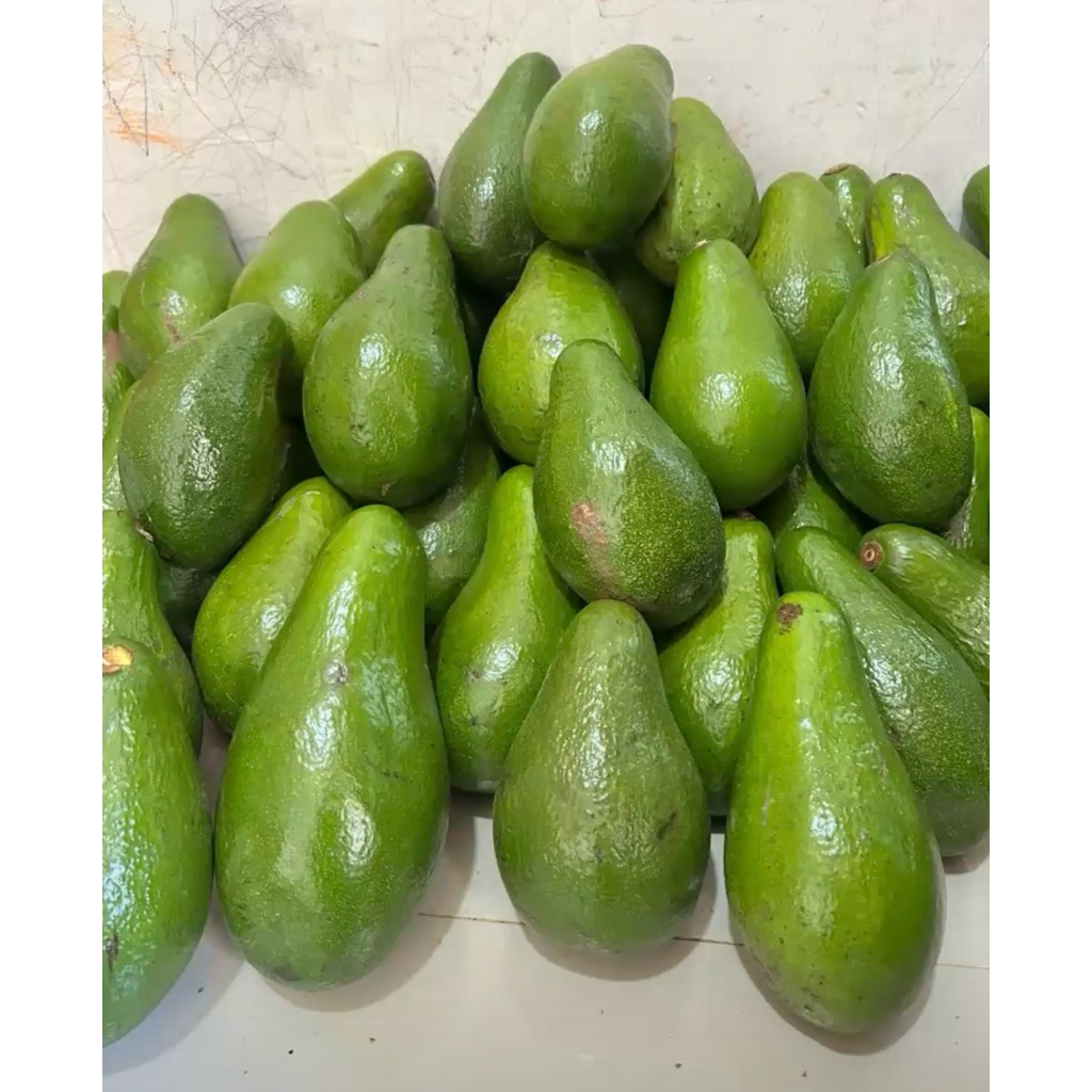 Alpukat Aligator Jumbo