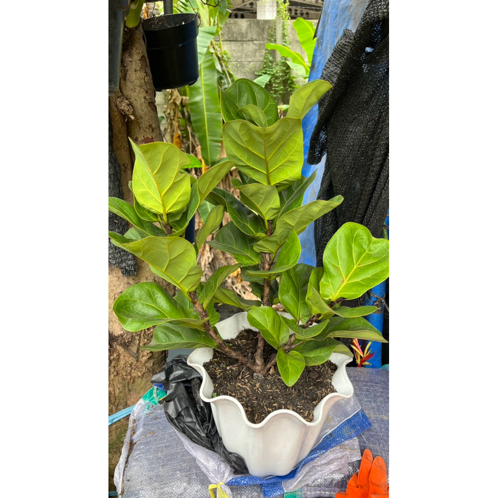 Satu Paket Pot Tanaman Ketapang Biola Mini