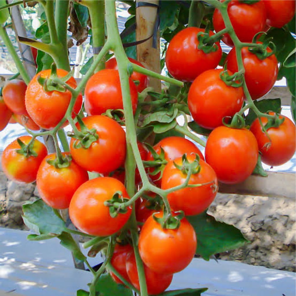 bibit tomat servo f1 | tomat servo f1 | beli 5 gratis 1 | bibit tomat siap tanam