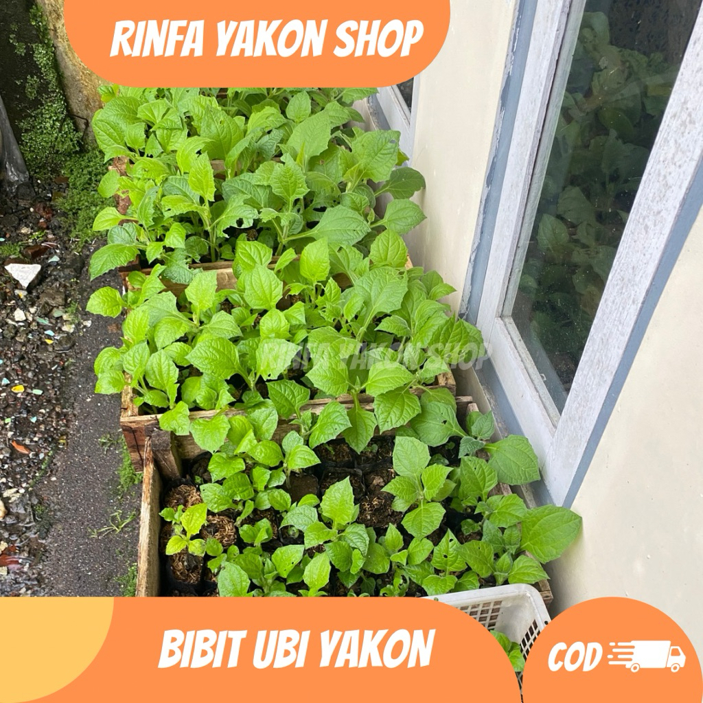 Bibit Ubi Yakon Siap Tanam