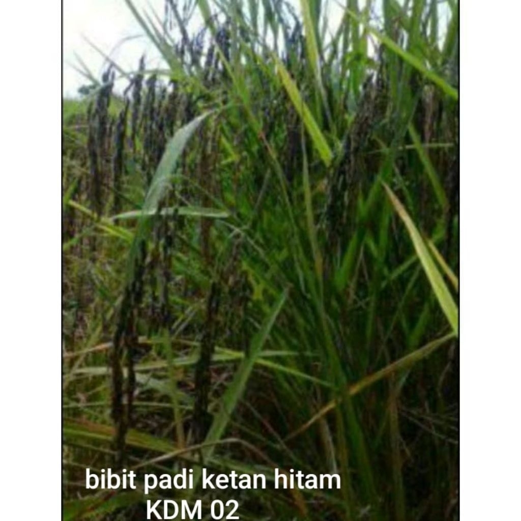 BENIH padi BIBIT PADI KETAN HITAM KEMASAN 1KG BIBIT PADI KETAN HITAM SUPER UNGGUL GENJAH