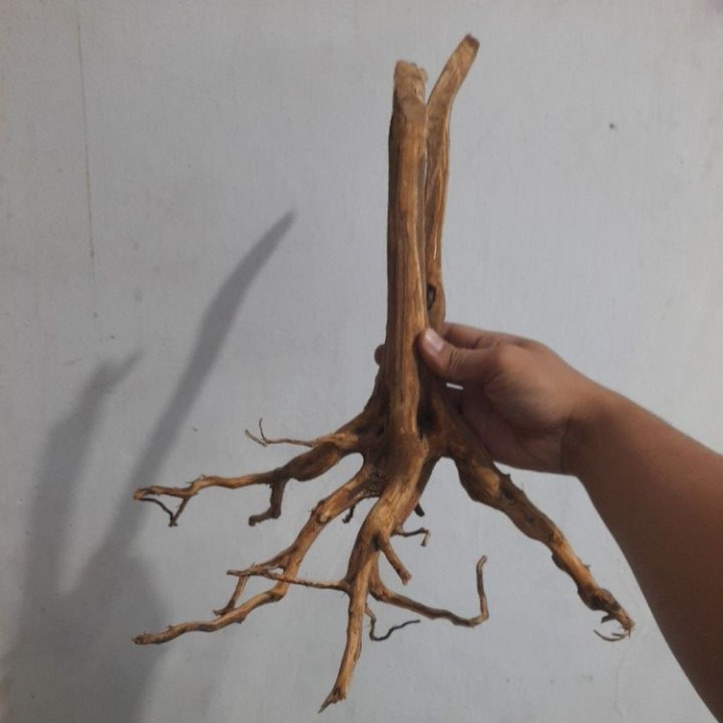 Akar rasamala aquascape Hiasan aquarium