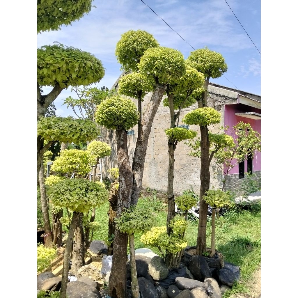 Anting Putri tanaman anting Putri bonsai anting Putri tinggi full 3 meter batang besar bonsai taman