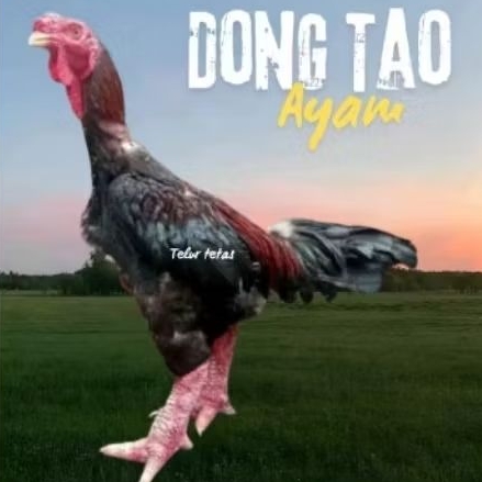 TELUR AYAM DONG TAO SIAP TETAS