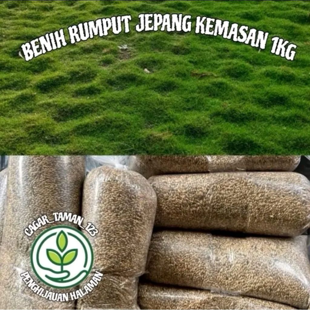 Benih Rumput Jepang Siap Tanam 200gram Benih rumput