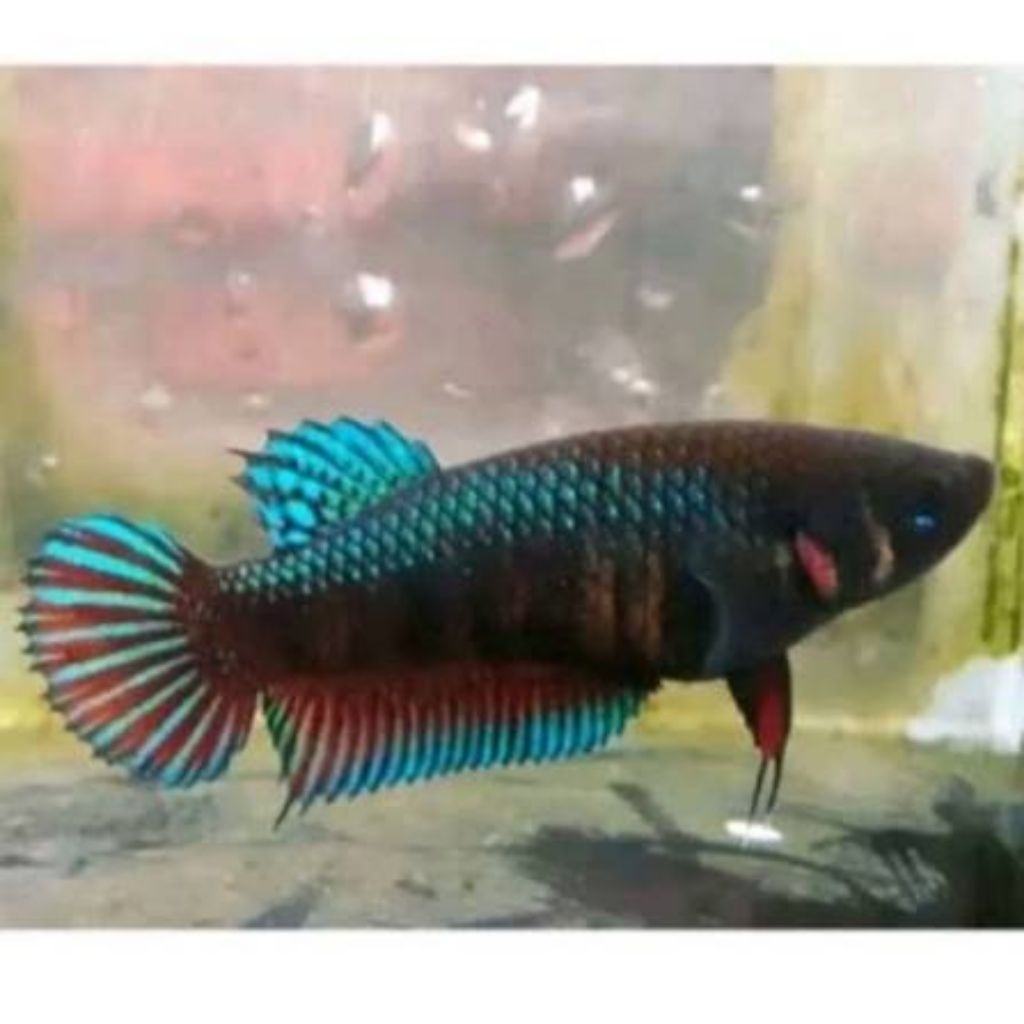 hiasan aquarium cupang bagan betina/female