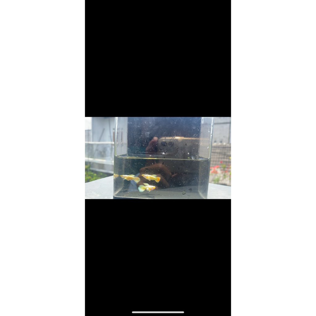 stiker ikan guppy full gold