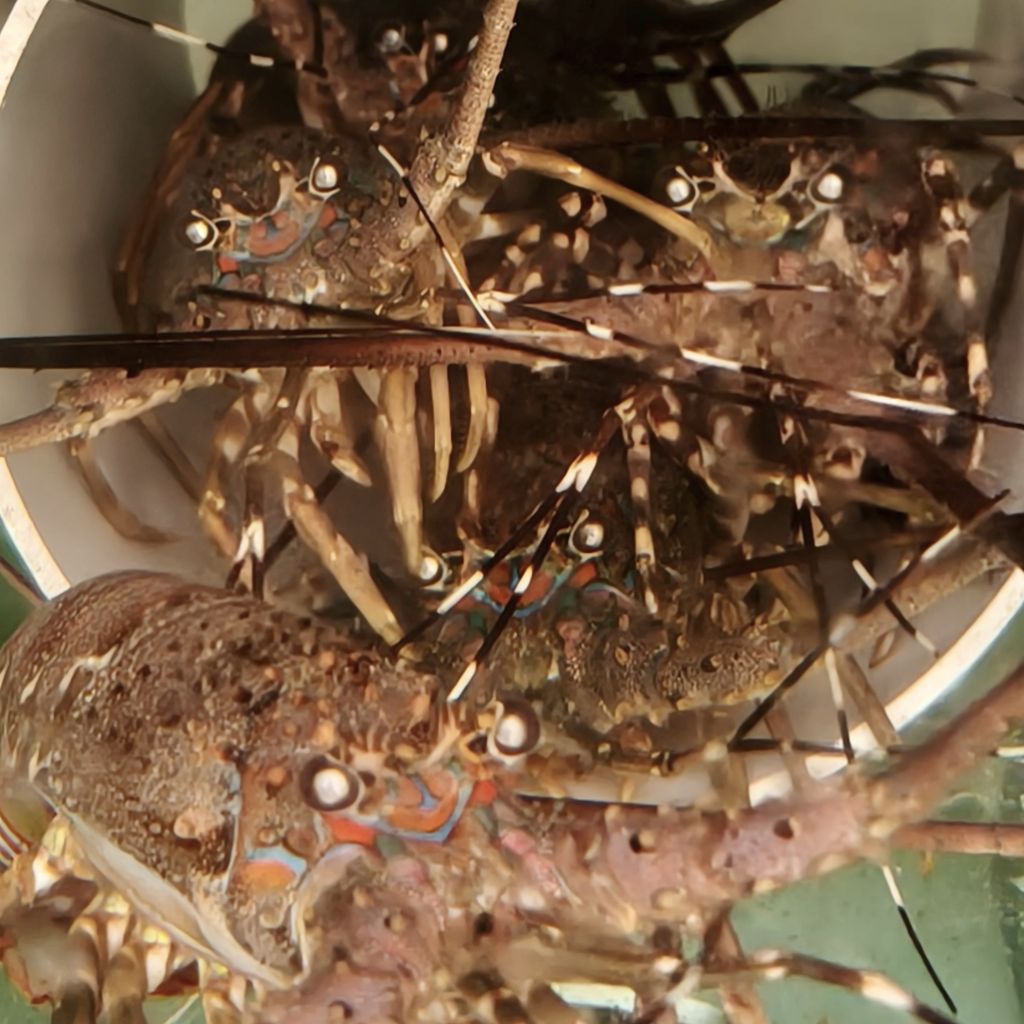 Bibit Lobster Laut | Lobster Pasir & Mutiara Hidup — Siap Pembesaran di Akuarium / Kolam | Paket Bud