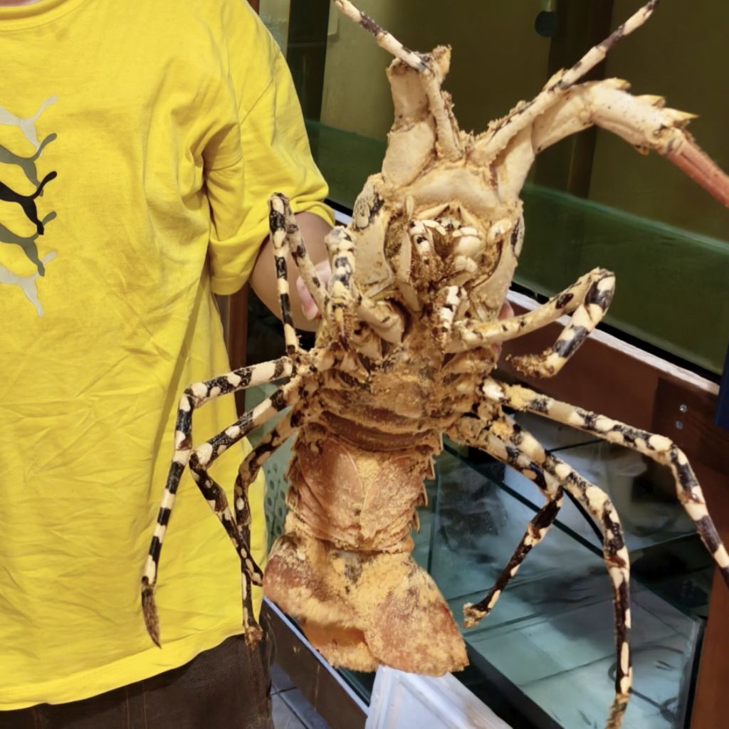 Lobster Mutiara Hidup/Live Jumbo 1KG+/Ekor | Segar, Aktif dan Premium Quality