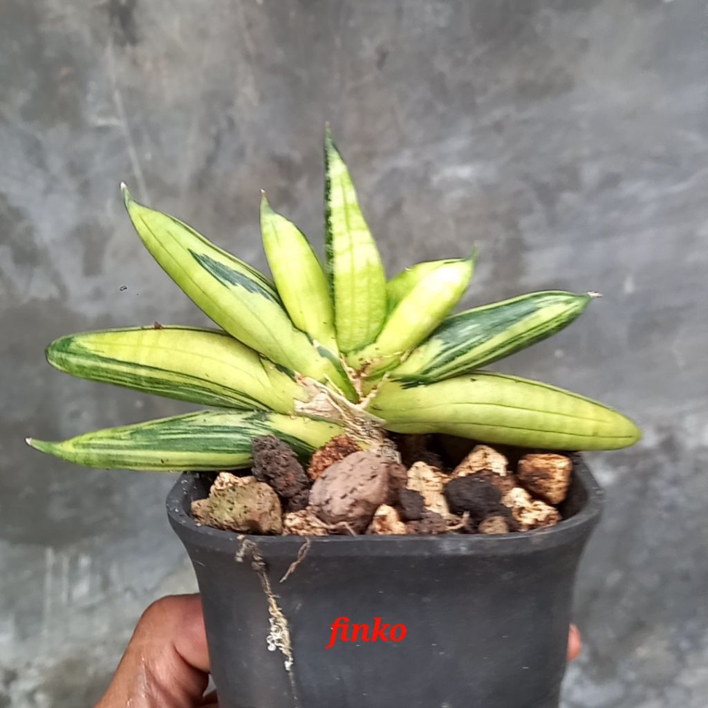 sansevieria boncel variegata, indukan.