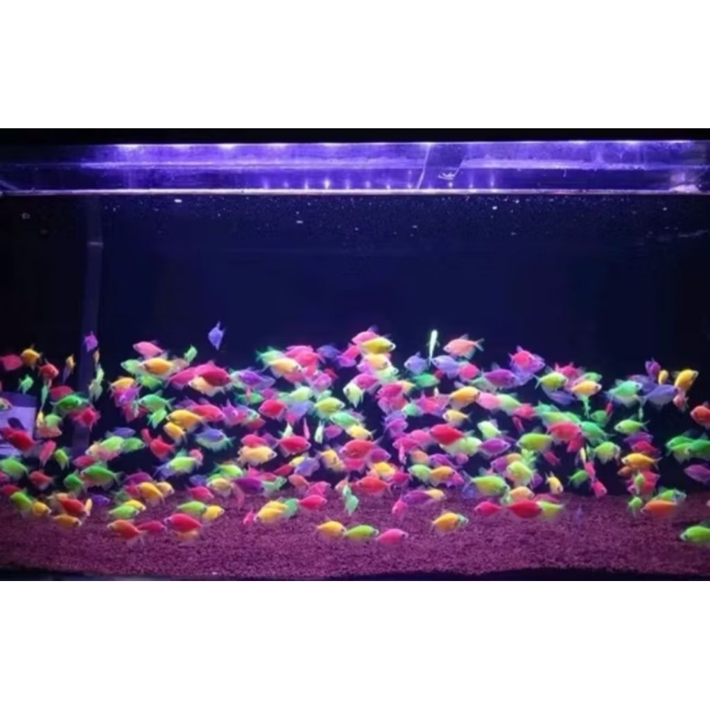 Ikan glowfish / Ikan Hias / Ikan warna warni / Anak ikan
