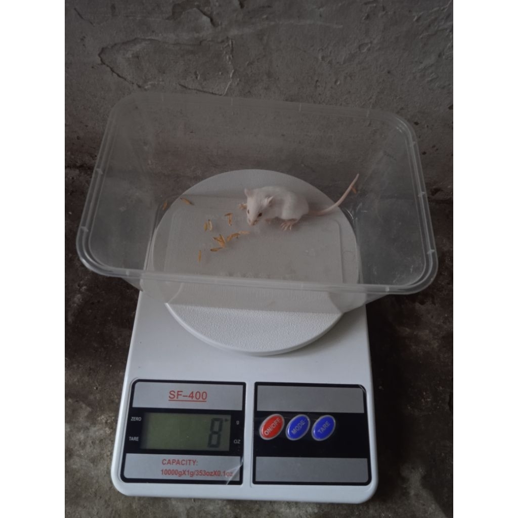 mencit jumper tikus putih