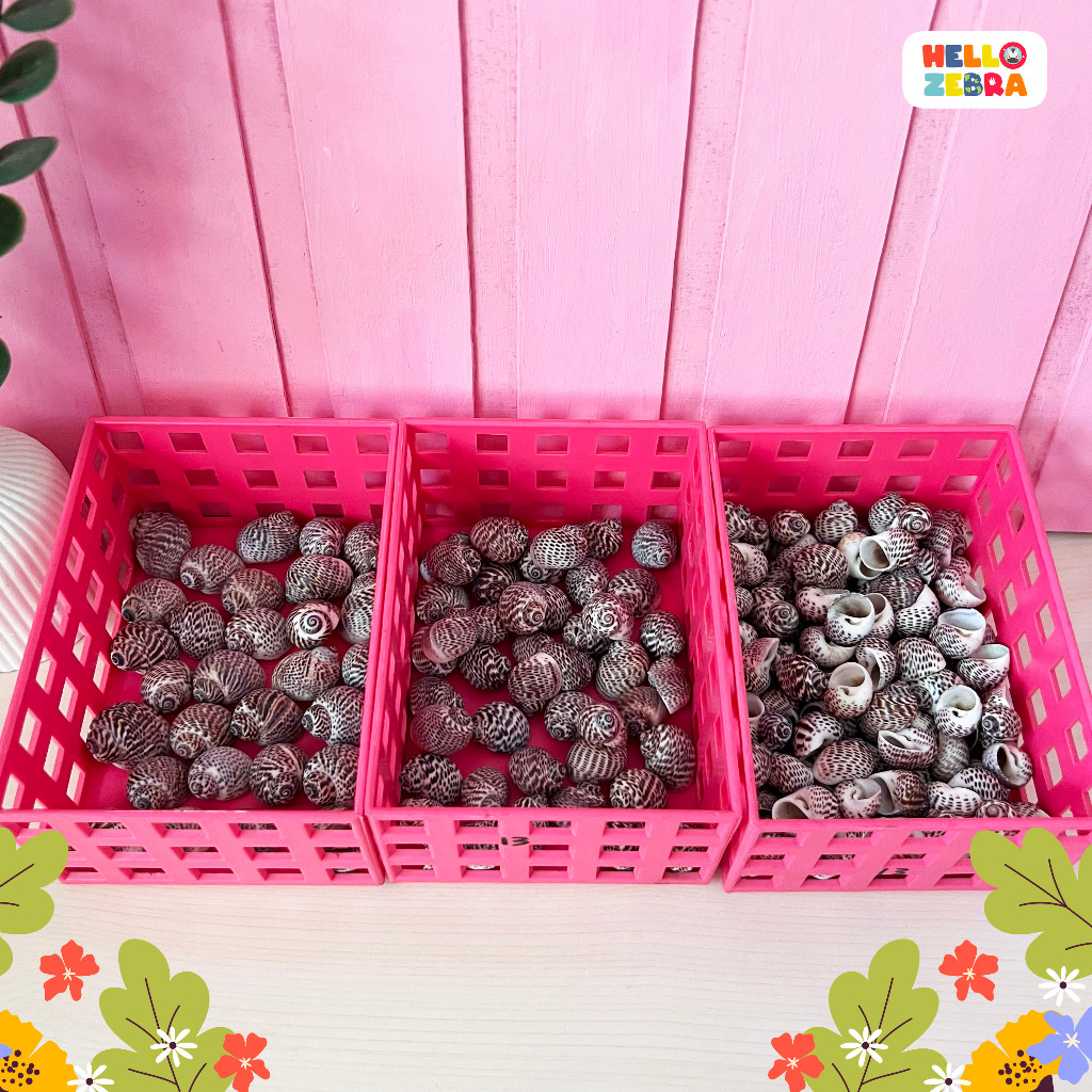 Cangkang kelomang | Kerang pantai | Cangkang Kelomang Kosong | Rumah keong