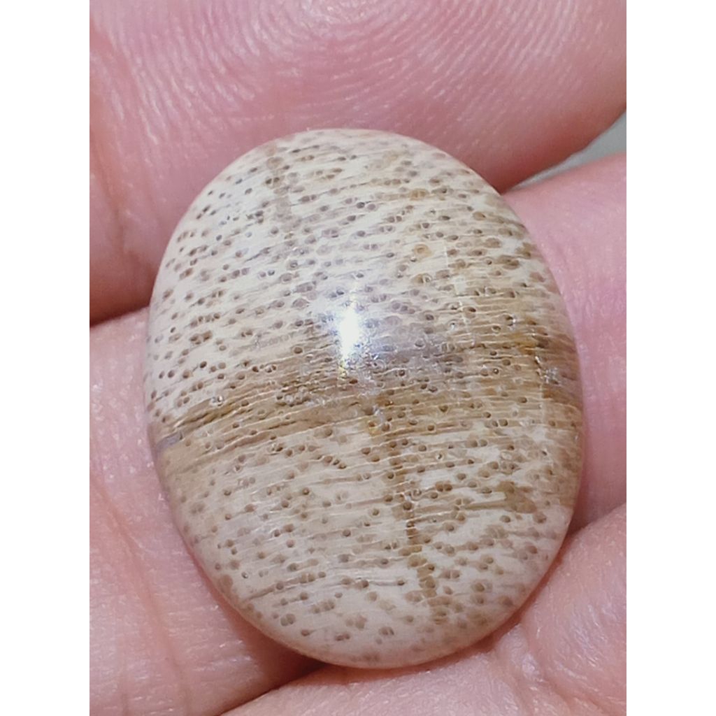 Batu Fosill Kelor Putih Tapak Jalak