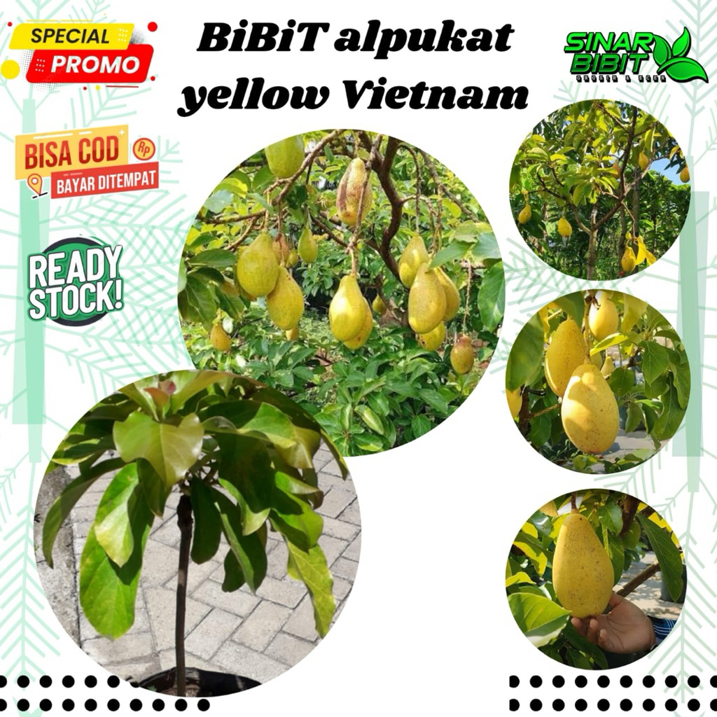 bibit alpukat yellow Vietnam
