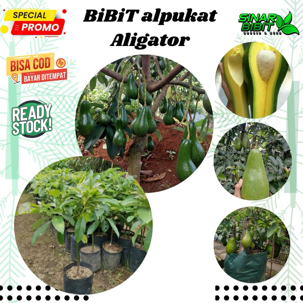 bibit alpukat aligator sangat genjah