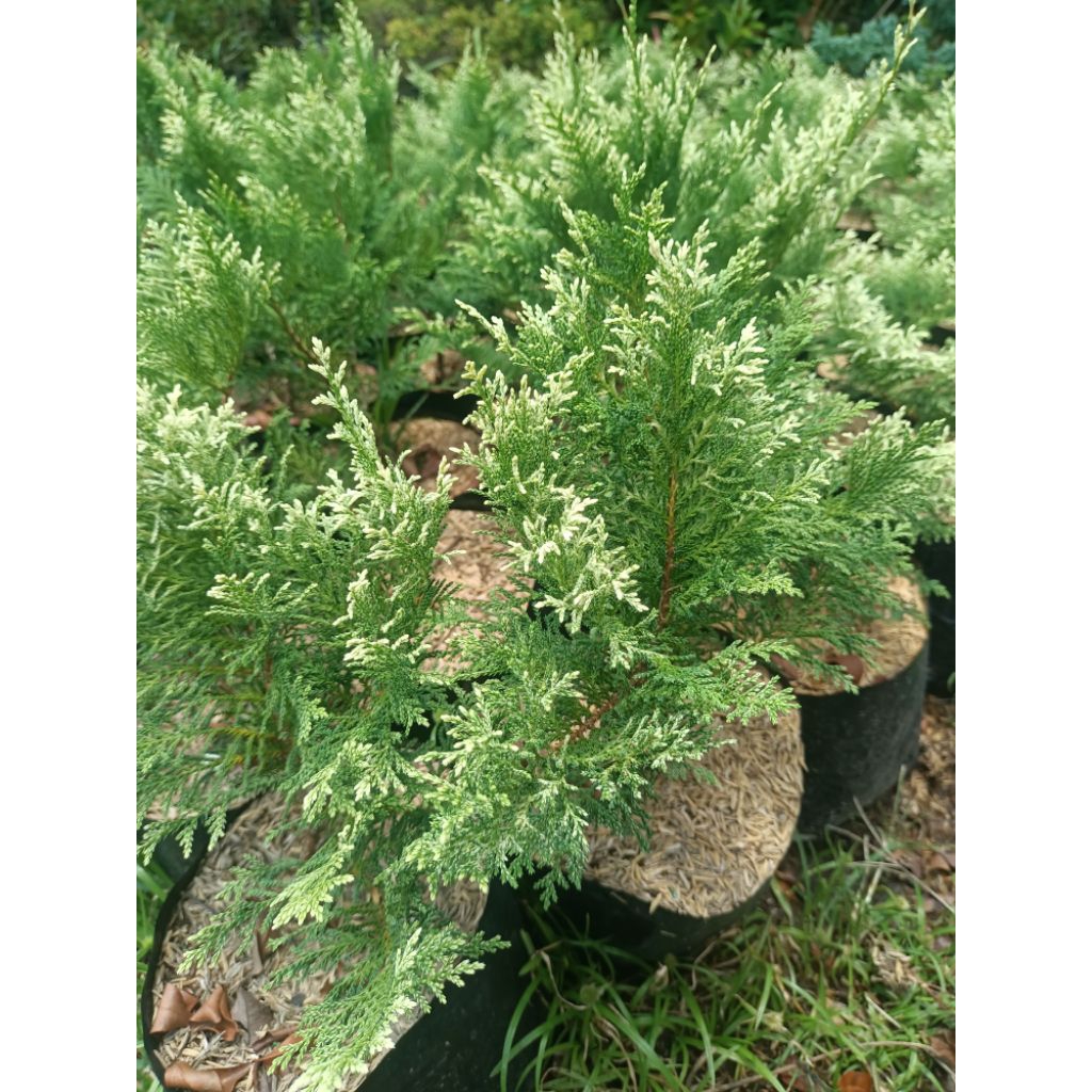 Cemara hinoki putih (tanaman jadi)