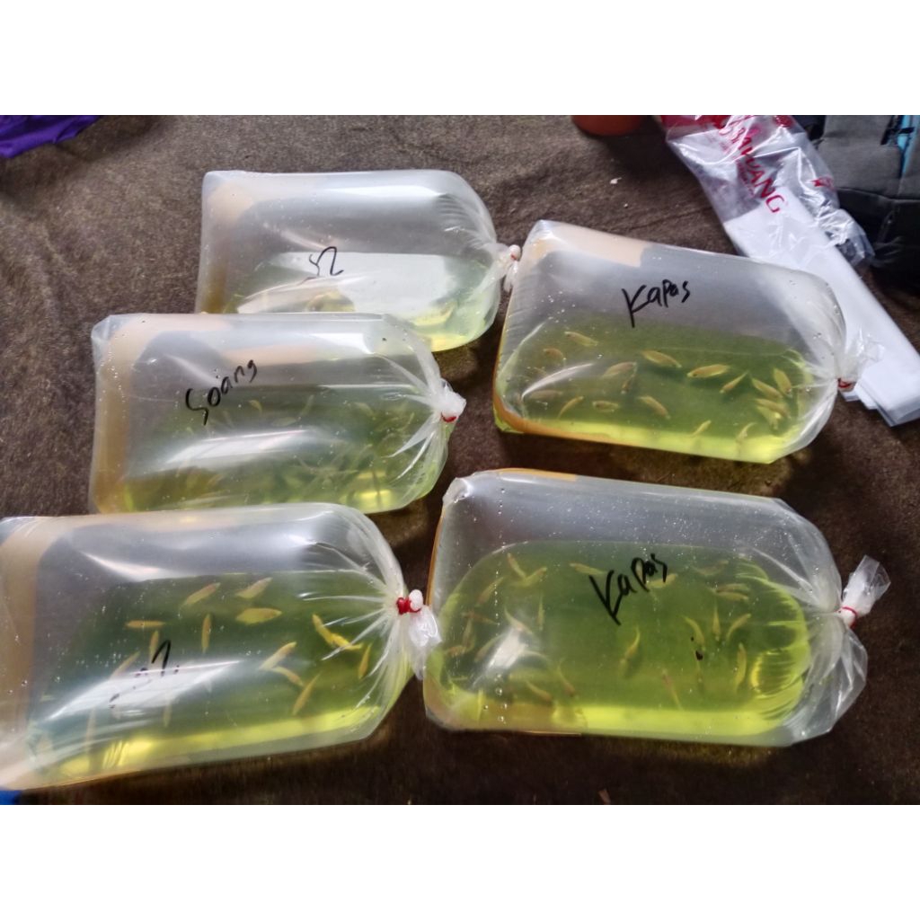 bibit nila kekar kualitas bagus size 3-4 25ekor