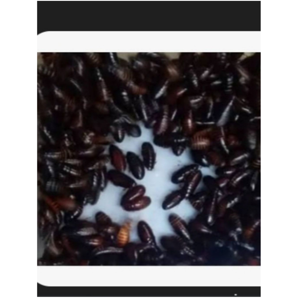 umpan galatama lele/harian ceremende/kecoa batu) jual pergelas