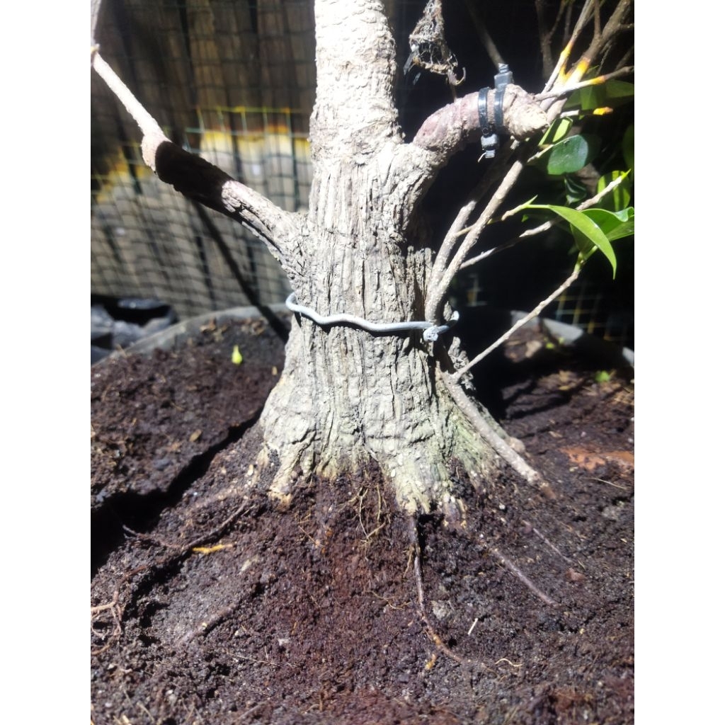 Bahan Bonsai Kimeng The Prospek