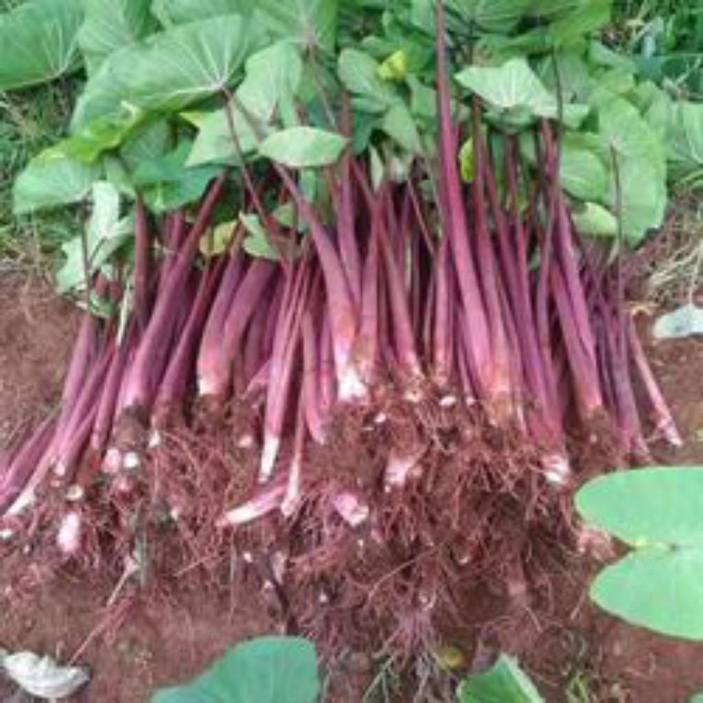 Bibit Pohon Talas Merah Bogor Asli Super Besar Lembut Pulen Sedang Viral Isi 10 Pohon Bonus 2 Pohon 