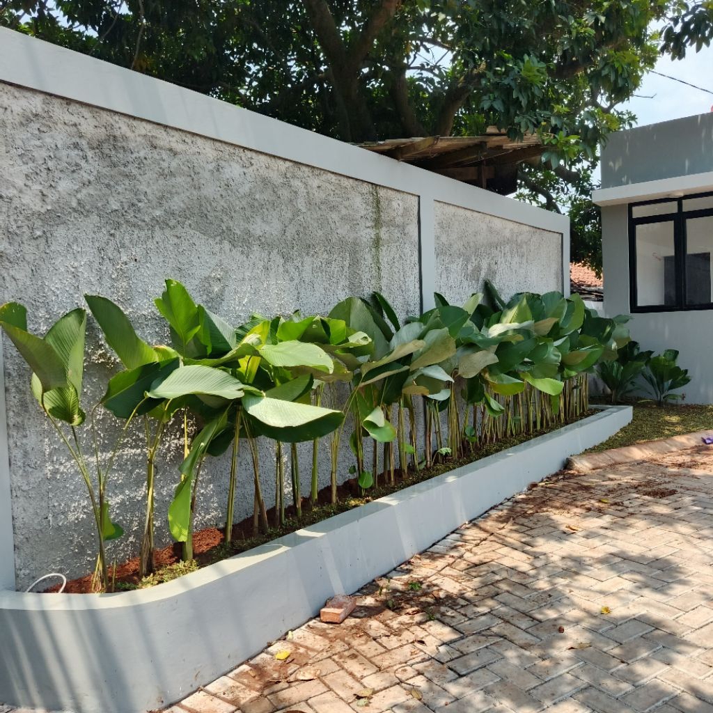 penanaman tanaman hias Calathea lutea / tanaman hias Calathea lutea