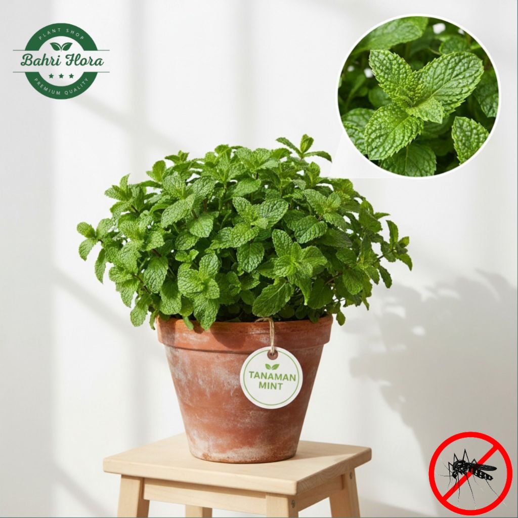 Tanaman Daun Mint, Tanaman Herbal Daun Mint, Pohon Mint Segar Dan Berkualitas