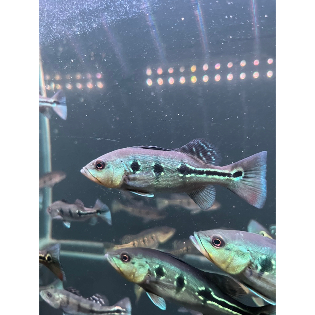 PBASS ORINOCO PELET HULK 3 SPOT