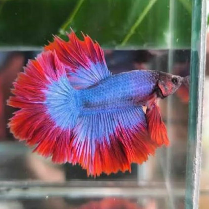 Ikan Cupang Halfmoon Rosetail Maskot | Warna Cerah & Sirip Lebar | Betta Halfmoon Rosetail