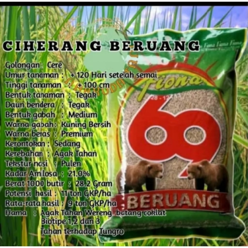 ciherang beruang 5kg