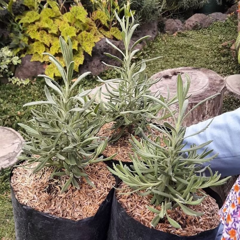 Bibit Bunga Lavender Gold Creek - Tanaman Hias Pengusir Nyamuk & Serangga