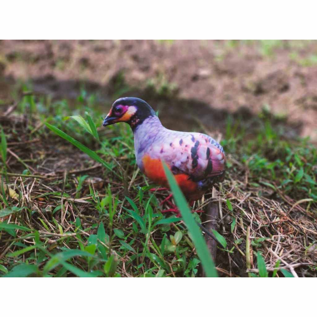 PATUNG JONTROT PUYUH GONGGONG / PUYUH HUTAN MIRIP ASLI - BAHAN SPONS TEBAL AMPUH UNTUK MEMIKAT