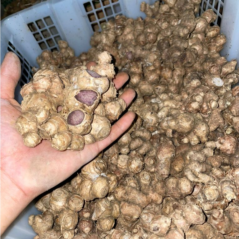 LANGKA kunyit hitam asli thailand fresh segar 1 kg