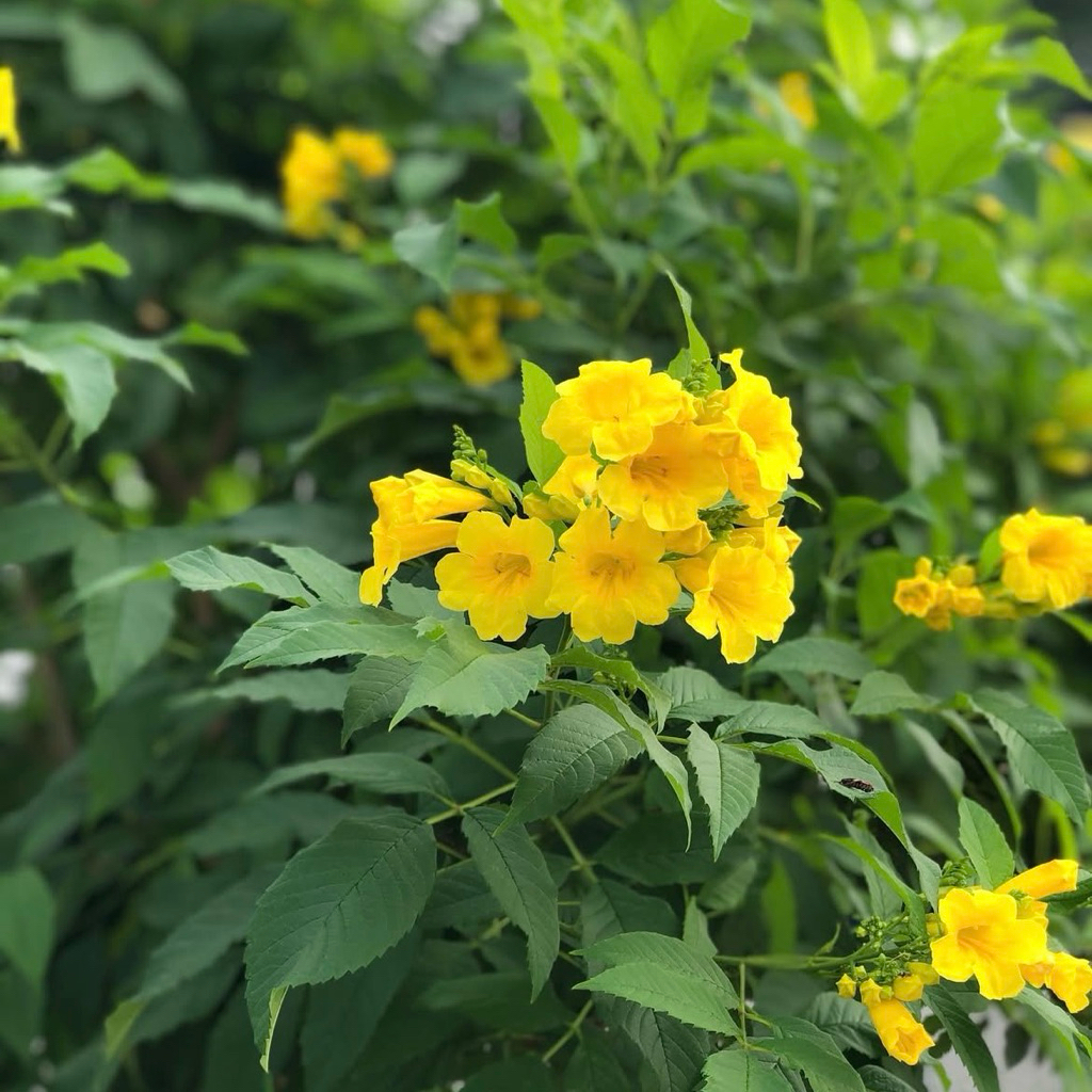 Tanaman Hias Bunga Tecoma Stan Kuning - Bibit Tanaman Tekomaria Bunga Kuning