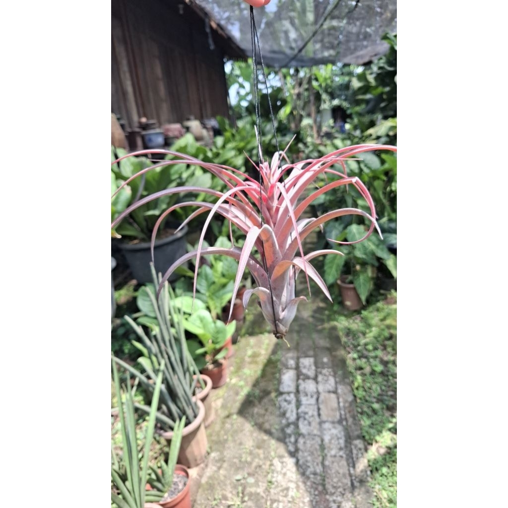 tillandsia love knot