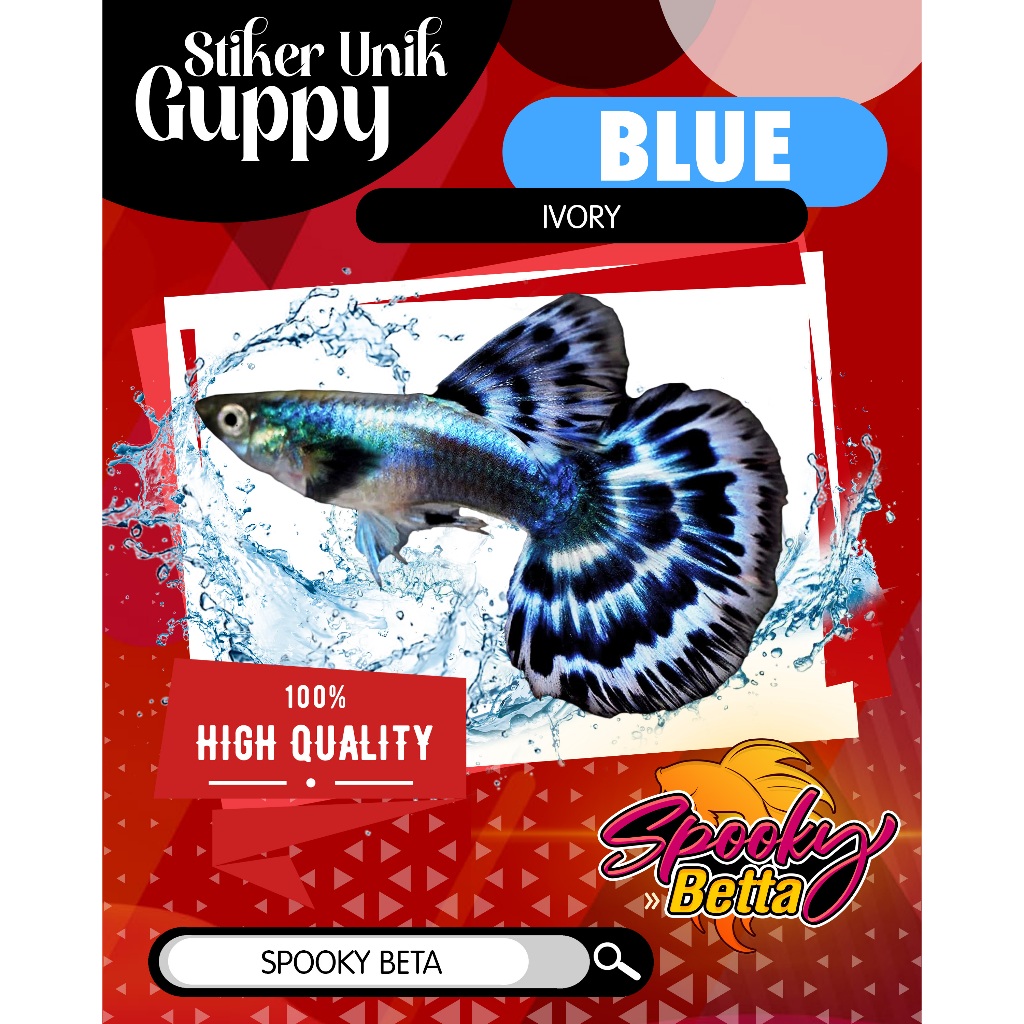 Paket Breeding GENETIK TERBAIK Ikan Guppy Blue Ivory Hiasan Aquarium Aquascape Sehat