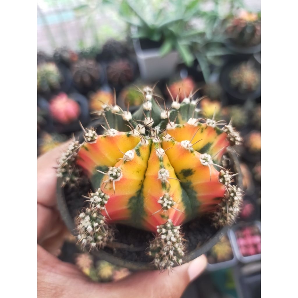 Gymno Miha Hybrid Variegata Half Moon Calon Induk