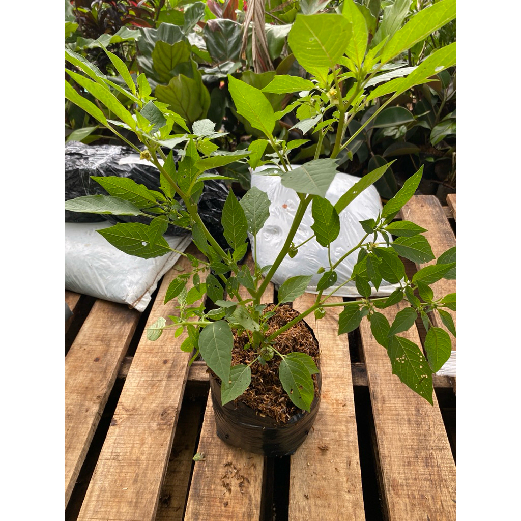 Tanaman hias buah ciplukan /Tanaman  herbal ciplukan