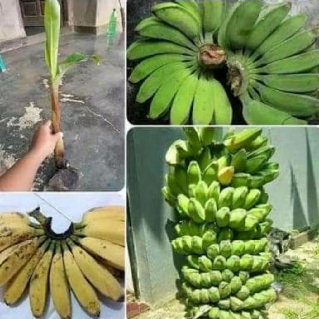 Promo Bibit Anakan Pisang Kepok Jumbo Super Unggul Siap Taman