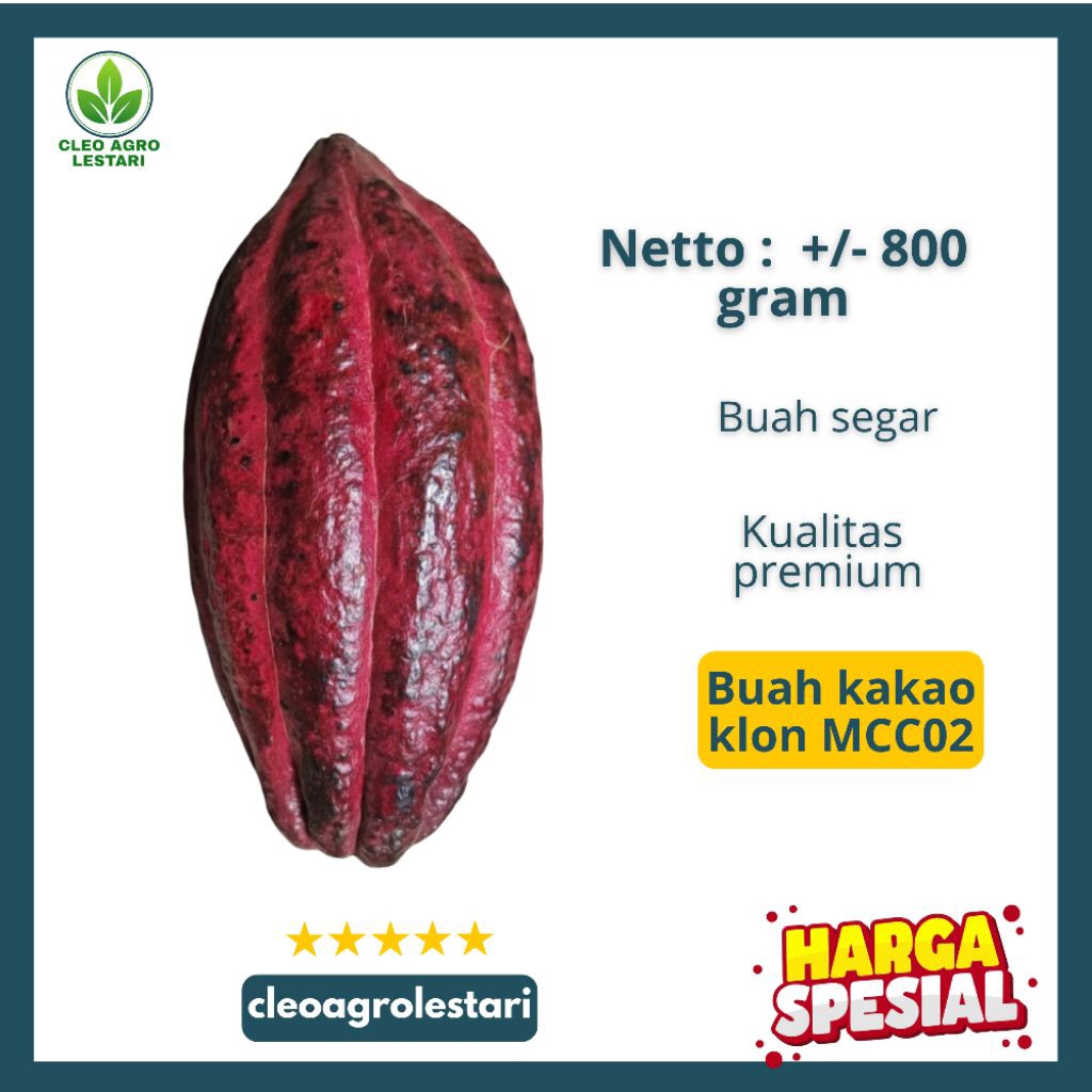 Buah Kakao MCC02 Segar – Isi 35–45 Biji Siap Semai, Langsung Panen dari Pohon Induk Unggul