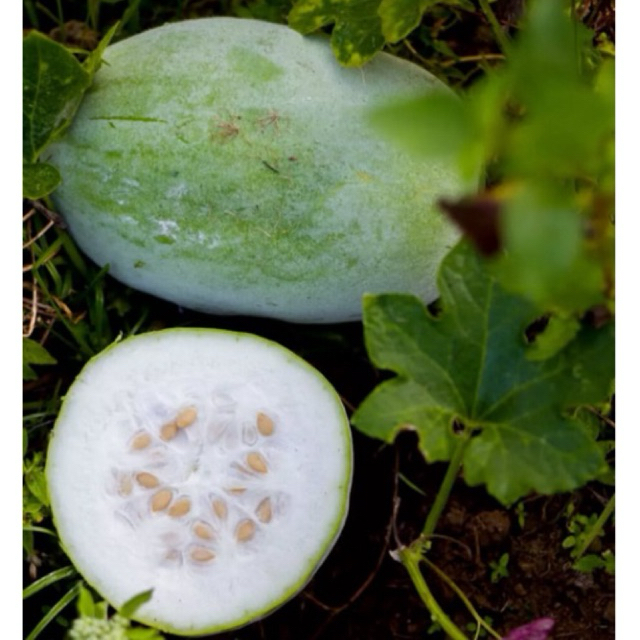 BUAH KUNDUR FRESH 2KG/BUAH BLIGO 2KG/BUAH BELIGO/ BUAH MANISAN LUWOH/WINTERMELON/LABU BLONCENG/WALUH