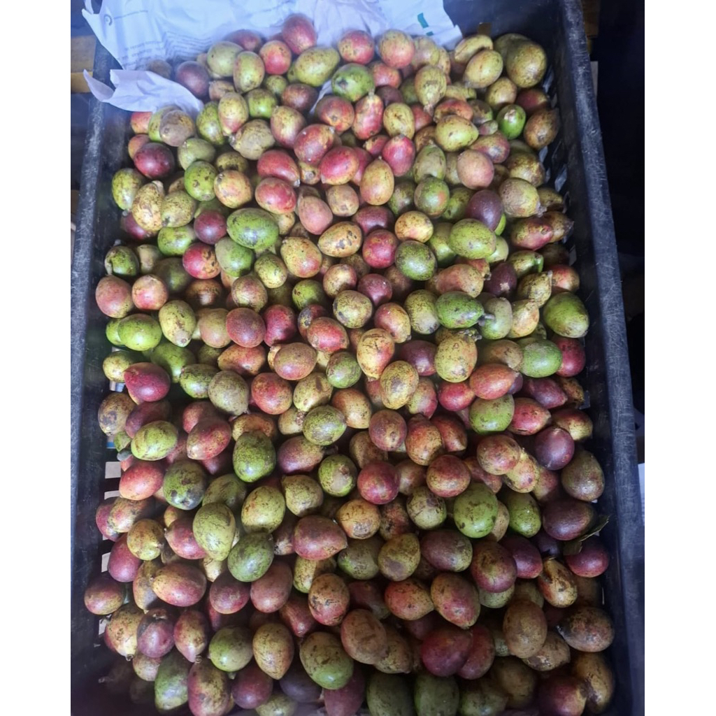 Buah Matoa Super / Buah Matoa Fresh Manis / 1 Kg