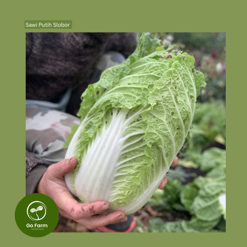 Benih Bibit Sawi Putih Slobor Napa Cabbage Sawi Kimchi