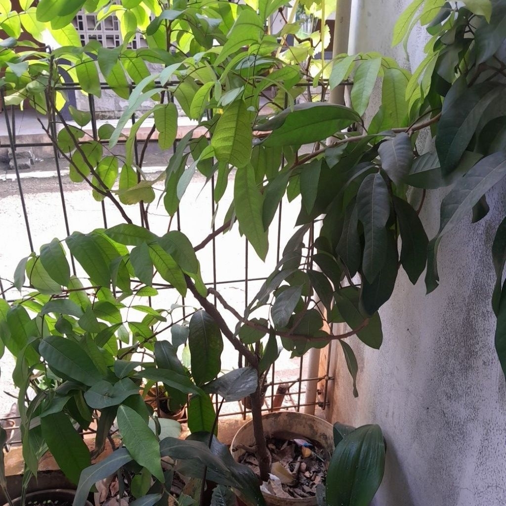 kelengkeng cangkokan