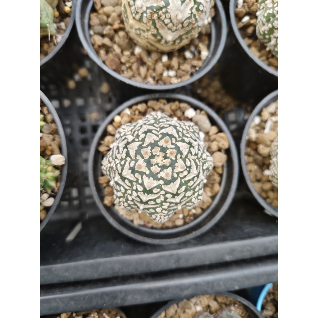Kaktus Astrophytum Astro Super Vtype V-Type