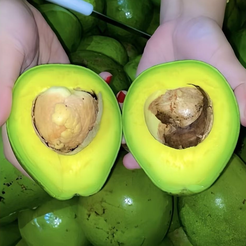 Alpukat Mentega Kelud / Grade B / Alpukat Blitar / Alpukat Kelud / Isi 5-6 buah